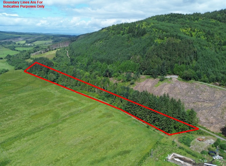 Achnasavil Wood, Carradale, Campbeltown, Argyll And Bute